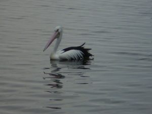 Pelican-east-gippsland